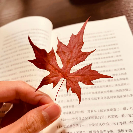 有风终于招人了…..